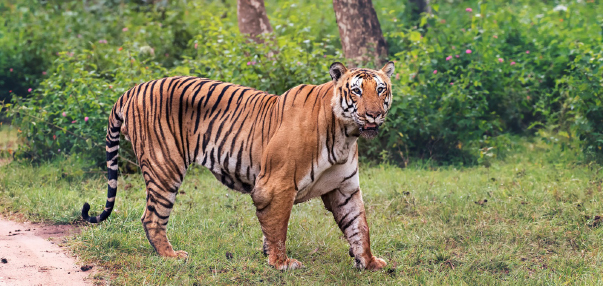 Tiger Census goes digital in Karnataka