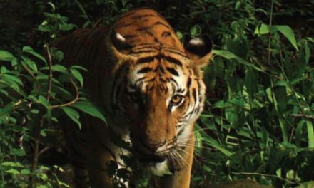 Thailand – the last stronghold of Indo Chinese Tiger