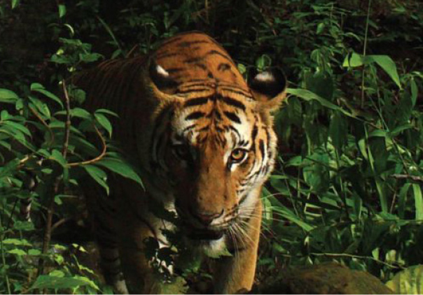 Thailand – the last stronghold of Indo Chinese Tiger
