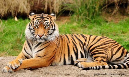 No rights in critical tiger habitats
