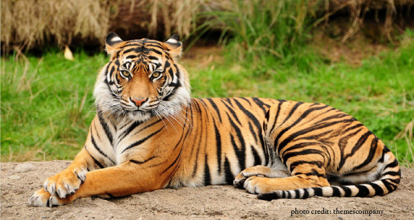 No rights in critical tiger habitats