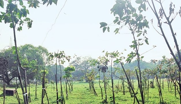 Uttar Pradesh government to plant 6 crore saplings on World Environment Day