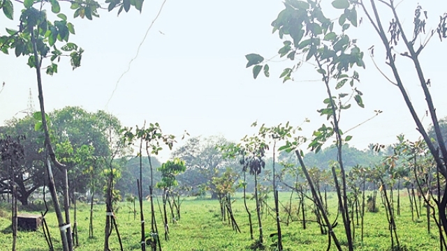 Uttar Pradesh government to plant 6 crore saplings on World Environment Day