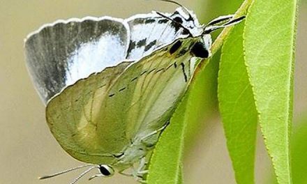 Six new visitors at Srirangam’s butterfly conservatory