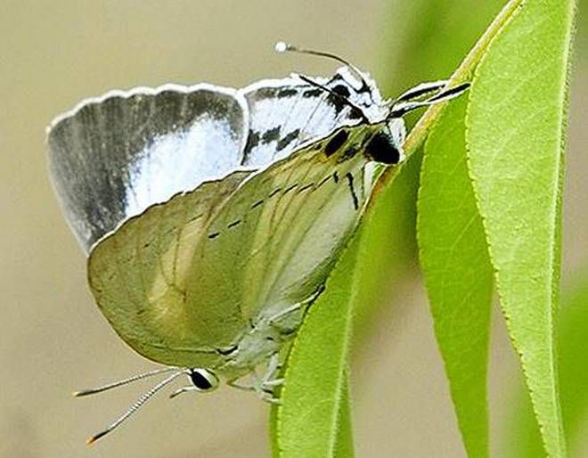 Six new visitors at Srirangam’s butterfly conservatory