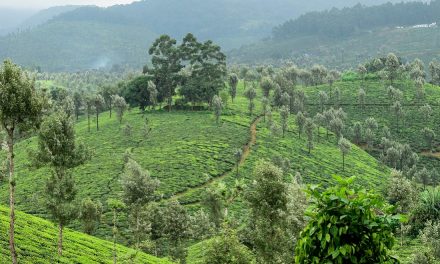 A sojourn to Valparai! The Ghat Section, I adore !!