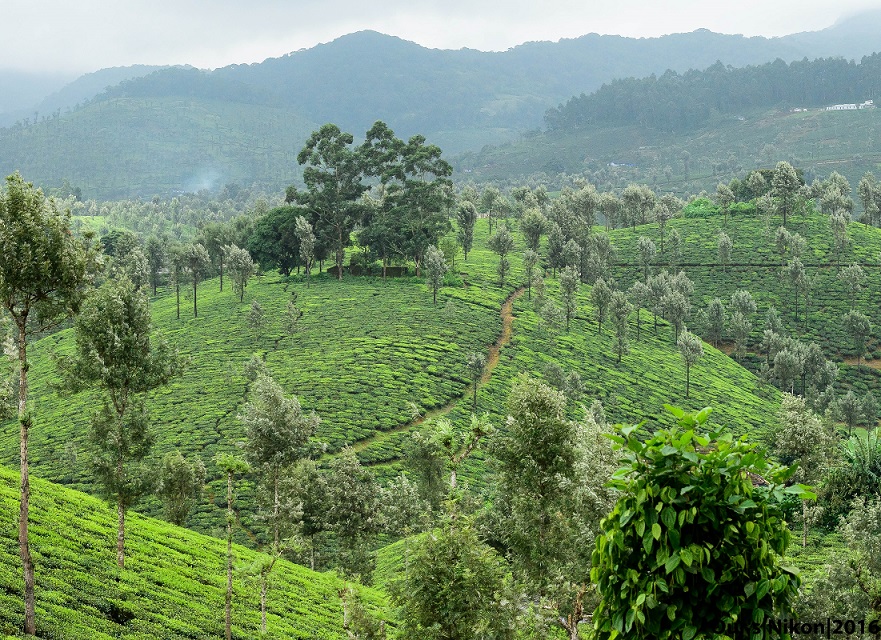 A sojourn to Valparai! The Ghat Section, I adore !!