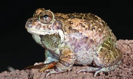 New species of frog found in state again
