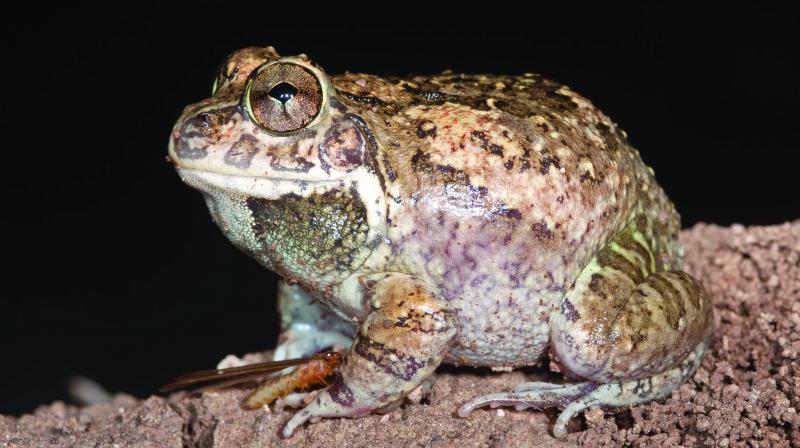 New species of frog found in state again