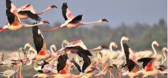 Greater flamingos extend stay in Pulicat