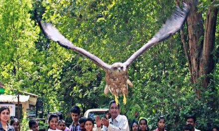 Four black kites fly again