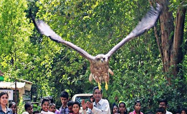 Four black kites fly again