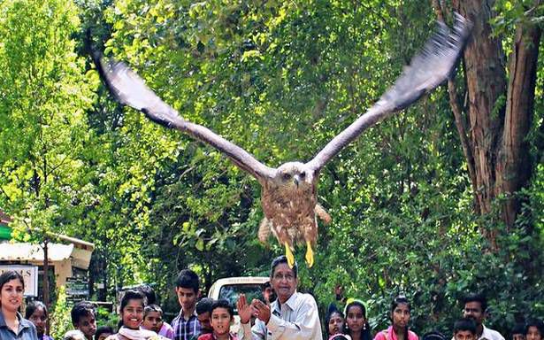 Four black kites fly again