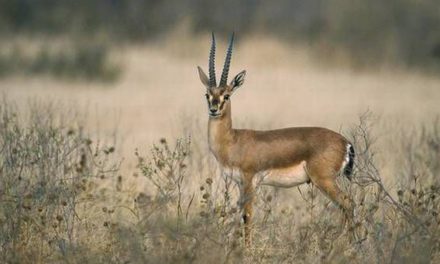 Ray of hope for Thar’s endangered wildlife