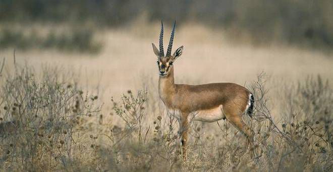 Ray of hope for Thar’s endangered wildlife