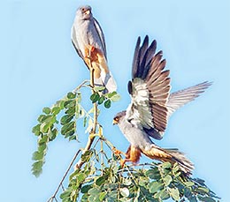 Conservation pact ensures safe roosting ground for Amur falcons in Doyang