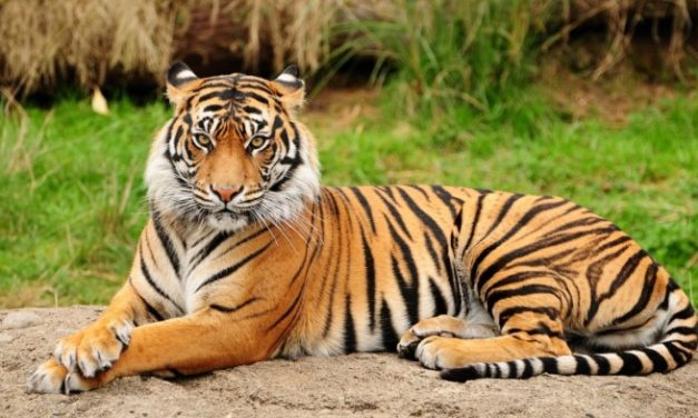 An Introduction to Tigers