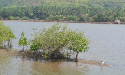 Mangroves, our natural coast guards