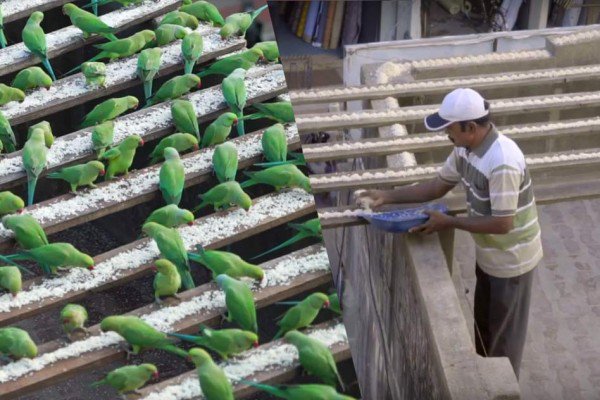 The Birdman of Chennai