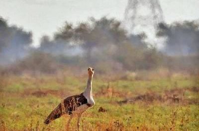 Gujarat to set up its own bustard breeding centre