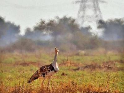 Gujarat to set up its own bustard breeding centre