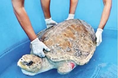 Volunteers from Mumbai get lessons on handling stranded turtles