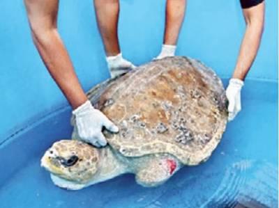 Volunteers from Mumbai get lessons on handling stranded turtles