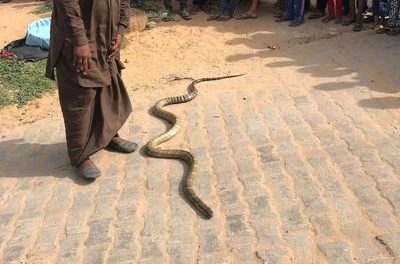 Wildlife department rescues king cobra from snake-charmer, sends it to Delhi zoo