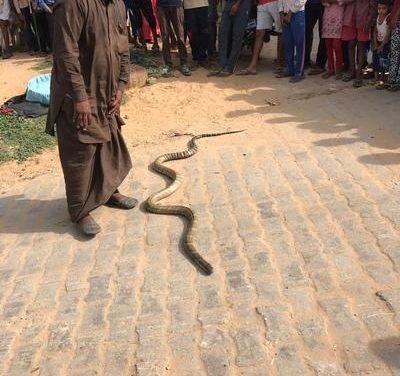 Wildlife department rescues king cobra from snake-charmer, sends it to Delhi zoo