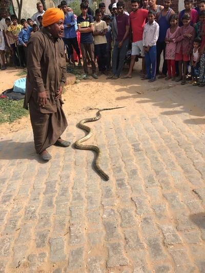 Wildlife department rescues king cobra from snake-charmer, sends it to Delhi zoo