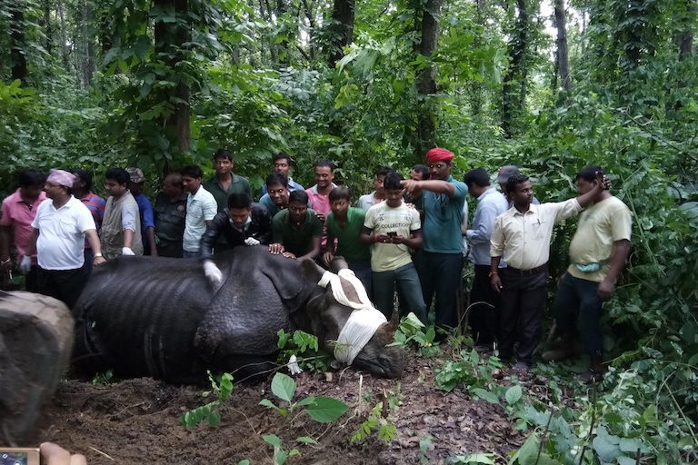 India and Nepal Get Together to Rescue Flood-Hit Rhinos