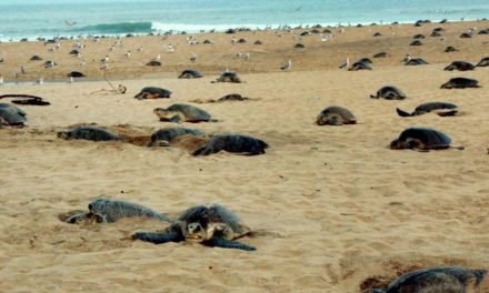 Turtle Research Centre in State on the anvil