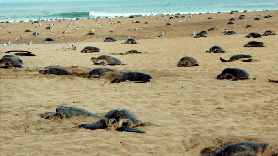 Turtle Research Centre in State on the anvil