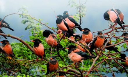 City turns into birder’s paradise