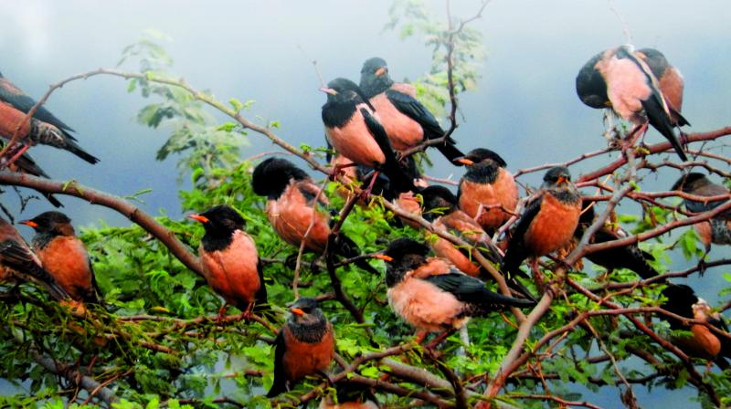 City turns into birder’s paradise