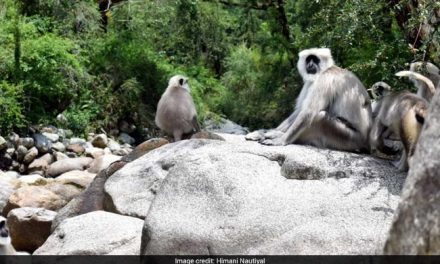 Blog: Adventurous Life Of Langurs In The Himalayas