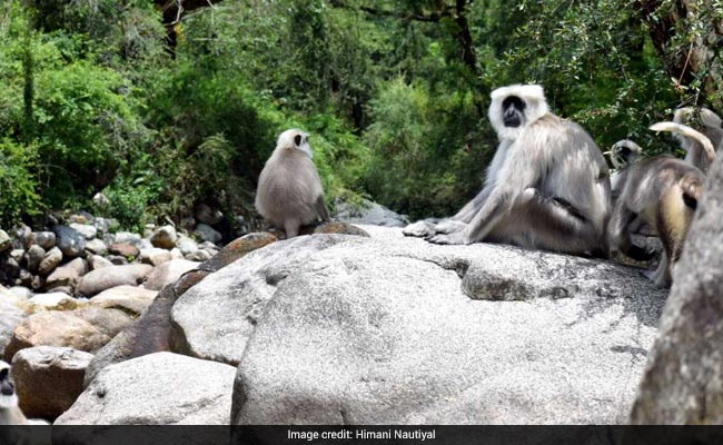 Blog: Adventurous Life Of Langurs In The Himalayas