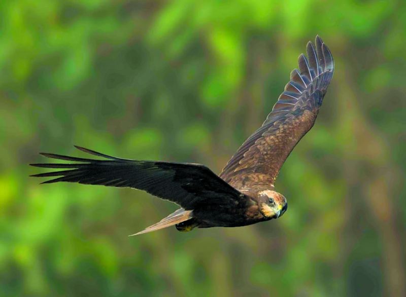 Marsh harrier