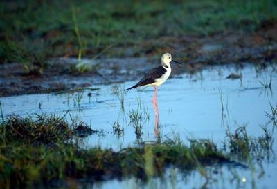 Odisha to host National Bird Festival at Chilika in January-2018