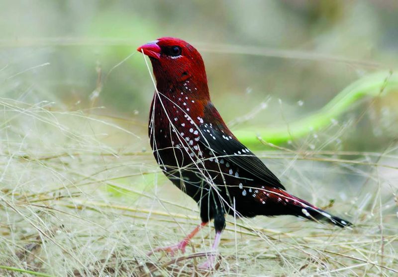 Red avadavat (Photo: Vinod Udhwani)