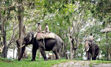 Tiger leaves resort, returns to forest