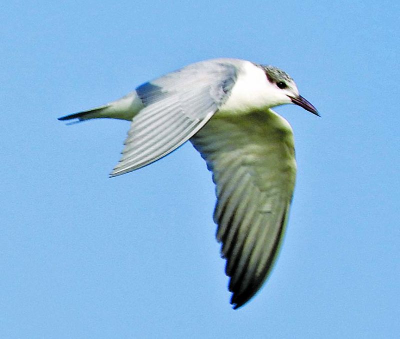 Whiskered tern (Photo: Yogesh Chavan)