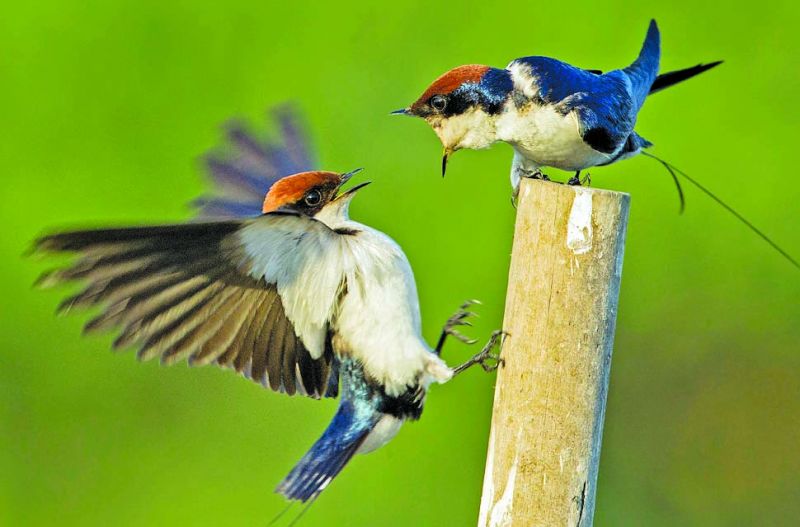 Wire-tailed swallow