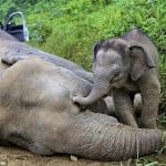 Elephant poaching nosedives
