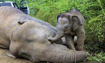 Elephant poaching nosedives