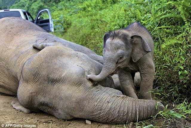 Elephant poaching nosedives