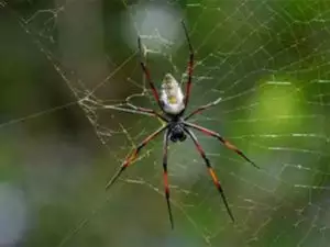 New spider species named after Bob Marley