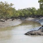 Two Sundarbans officials get green awards