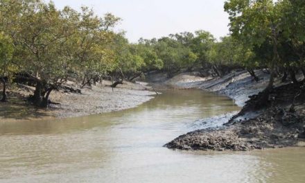 Two Sundarbans officials get green awards