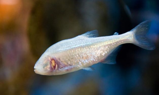 Wildlife: New Species Of Blind Fish Discovered Inside Meghalaya Cave